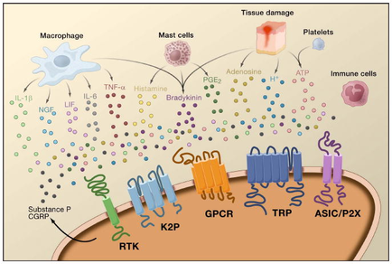A diagram that shows the structure of a tissue damage cell. It shows the different types of tissue damage that occur in the cell including macrophage mast cells platelets and immune cells. The diagram is divided into three sections. The top section shows the macrophages which are responsible for the damage caused by the tissue damage. The mast cells are the main components of the tissue and the platelets are the immune cells that cause the damage to the tissue. The platelets and platelets can be seen in the top right corner of the diagram while the platelet is shown in the bottom left corner. There are also several other components in the image such as the TNF-1 TNF2 and TNF3 which help to protect the tissue from damage. These components are represented by colorful dots which represent the different stages of the damage and how they interact with each other. The image also shows the presence of ATP (ATP) in the tissue and how it affects the immune system. The ATP is responsible for producing ATP which is a protein that helps to regulate the flow of ATP through the cell's immune system and that it can cause damage to other cells.