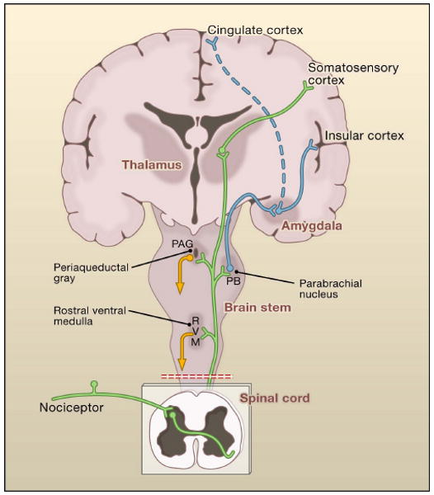 A diagram of the human brain showing the different parts of the brain. The brain is divided into different sections including the thalamus the lingulate cortex the somatosensory cortex and the insular cortex. The image also shows the location of the parabrachial nucleus in the brainstorm which is located in the center of the image. The spinal cord is located at the bottom right corner of the diagram. There are also several other parts in the image such as the periaqueductal gray the rostra ventral medulla the pag the brain stem and a nodiceptor. These parts are responsible for regulating the flow of blood from the brain to the spinal cord which helps to regulate the movement of the nervous system. The image also includes labels for each part including "Thalamus" "Pag" "Amygdala" "Parabrachaial nucleus" and "Insular cortex". Overall the image shows a detailed view of the structure and function of the cerebral cortex.