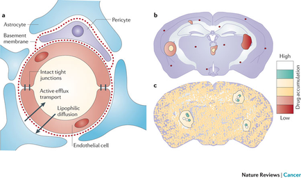 A cross-section of a human brain showing the structure of an astrogate membrane. On the left side of the image there is a diagram of the structure which shows the structure and its functions. On the top right side there are two illustrations of the brain one showing the pericycle and the other showing the high and low levels of drug accumulation. The image also shows a diagram that shows the interaction tight junctions between the active efflux transport and the lipophilic diffusion of the endothelia cell. The active tight junction is responsible for the formation of the lipoplastic diffusion which helps to regulate the flow of blood and nutrients in the brain. The high level of the drug accumulation is the highest level while the low level is the lowest level. The image also includes a bar graph that shows that the drug concentrations are higher than the high levels.