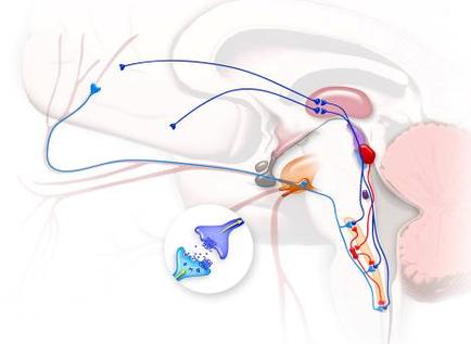 A cross-section of a human body specifically the neck and shoulder. The image is divided into two parts. On the left side there is a blue line that runs from the neck to the shoulder representing the blood vessels. The blood vessels are connected to the neck by a series of red and blue lines. The red lines represent the blood flow while the blue lines represent blood vessels that flow through the neck. On the right side of the image there are two smaller images one of a blue blood vessel and the other of a pink blood vessel. The blue line represents the blood vessel which is responsible for regulating the flow of blood from the head and neck. There is also a small illustration of a purple blood vessel in the bottom left corner which appears to be a blood vessel with a small amount of blood flowing through it. The background is white and the image is colored in shades of pink and blue.