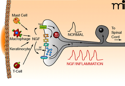 A diagram that shows the structure of a mast cell and its functions. On the left side of the image there is a cross-section of the mast cell which is a type of cell that is responsible for the formation of a T-cell. On the right side there are two types of cells one labeled "Macrophage NGF" and the other labeled "Keratinocyte". The T-Cell is a protein that binds to the NGF (NGF) in the cell membrane. The NGF is a neurotransmitter that helps to regulate the flow of neurotransmitters in the body. In the center of the diagram we can see a normal cell with a spiral cord attached to it. The spiral cord is used to connect the T-cells to the spinal cord which helps to stimulate the cell's nervous system. This helps to reduce the risk of inflammation and improve the overall health of the body's immune system. The image also shows a red line graph that shows a decrease in NGF/inflammation which can be seen in the bottom right corner.