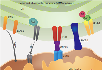 A diagram that shows the process of mitochondrial-associated membrane (MAM) machinery. It shows the different components of the machinery including the PSS-1 FACL4 GRP75 VDC and pass-2. The diagram is divided into three sections. The top section shows the mitochondria which is a type of membrane that is responsible for the production of mitochondria. The mitochondria is represented by a red circle which represents the mitochondrion and the BIP (Bip) is shown in the top right corner of the diagram. The BIP is represented as a blue circle while the pics-3 is shown as a yellow circle. There are also three other components in the diagram which are represented by orange and blue circles. These components are labeled as "pass-1" "FACL4" and "GRP75". These components represent the different types of mitochondrial that are responsible for producing mitochondria in the body. The diagram also shows how they interact with each other and how they can be used to control the production process.