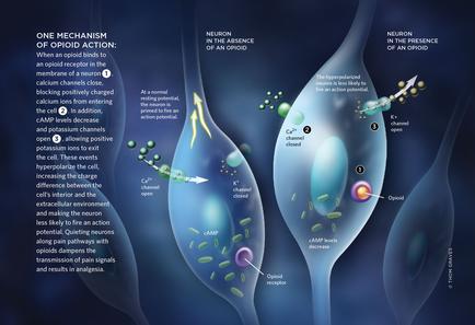 An illustration that shows the mechanism of an opioid action. It shows two neurons one on the left and one in the center connected by a network of neurons. The neurons are shown in blue and green colors. On the right side of the image there is a diagram that explains the mechanism. The diagram shows the neurons in the presence of an Opioid which is a type of nerve cell that is responsible for the release of neurotransmitters in the body. The neuron on the right is shown as a blue sphere with a red circle in the middle representing the neurotransmitter. The red circle represents the receptor while the blue sphere represents a receptor. There are also several neurons connected to the receptors which are represented by green and yellow dots. These neurons are responsible for regulating the flow of neurotransmitter signals and signaling signals in the brain. The image also shows how the receptors interact with the receptors and how they interact with each other. The text on the image explains that the mechanism can be used to control the expression of the receptor and how it interacts with other receptors.