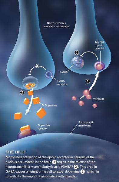 An illustration that shows the process of the high-morphine activation of the opioid receptor in neurons of the nervous system. It shows two blue-colored neurons one on the left and one in the center connected by a network of orange-colored receptors. The receptors are responsible for the activation of dopamine receptors in the brain. On the right side of the image there is a diagram that shows how the receptors interact with the receptors in neurons. The diagram shows the receptors interacting with each other and how they interact with them. The receptor on the top left is labeled "Nerve terminals in nucleus accumbent" and the receptor in the middle is labeled as "gala receptor". There are also two orange receptors one labeled "Dopamine receptor" and another labeled "Post-synaptic membrane". This receptor is responsible for releasing dopamine receptors into the brain which is a neurotransmitter that helps to regulate the neurotransmitter's neurotransmitter activity. The image also shows how dopamine receptors can be used to activate the receptors which can help to control the neurotransmitters in the nervous systems.