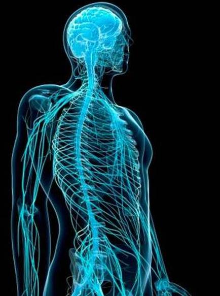A 3D rendering of a human skeleton with a blue neon-like structure. The skeleton is shown from the back with the head and neck visible. The brain is in the center of the image and the spinal cord is visible on the right side. The background is black making the blue color of the skeleton stand out. The image appears to be a digital illustration giving it a futuristic and technological feel.