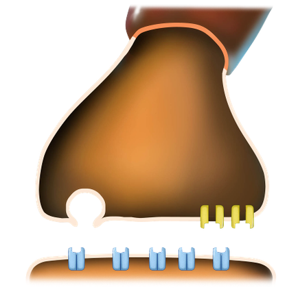 An illustration of a musical instrument specifically a guitar. The instrument appears to be made of wood or a similar material with a brownish-brown color and a curved shape. The top of the instrument has a red stripe running along the edge and there is a small hole in the center. Below the instrument there are six blue and yellow tubes arranged in a horizontal line. The tubes appear to be connected to the instrument by a series of wires. The background is a light grey color.