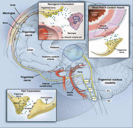 A cross-section of the brain showing the different parts of the nervous system. The brain is divided into two sections with the left side showing the trigeminal nerve and the right side showing a blood flow in the cerebral vessels. The brain is shown in a light blue color with labels for the different areas of the body. The left side of the image shows the brainstorm which is responsible for regulating the flow of blood from the brain to the brain. The blood flow is represented by a red circle which represents the blood vessels that regulate the blood flow. The right side shows a diagram of the blood vessel which shows the blood supply from the cerebellum to the spinal cord. The diagram also shows the location of the trigeminal nerve which helps to regulate blood flow and regulate the flow rate of blood in the brain's nervous system as well as the location where the blood is flowing through the brain and how it interacts with the nerves and nerves. There are also several other parts in the image such as the brain stem the brain canal and the spinal nerve. These parts are labeled with their names and there is a label that explains the different types of blood vessels and how they interact with each other.