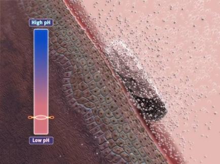 A close-up of a microscopic view of a plant stem. The stem appears to be elongated and has a textured surface. On the left side of the image there is a blue bar with the text "High pH" and "Low pH". On the right side there are small white dots scattered across the surface. In the center of the stem there appears to have a small black substance possibly a cell or a nucleus. The background is a light pink color.