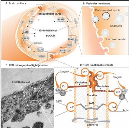 A cross-section of a brain capillary which is a type of cell membrane that is responsible for the formation of a blood vessel. The top left corner of the image shows a diagram of the brain capillaries which are responsible for regulating the flow of blood through the cell membrane. The diagram shows the endothelia cell which acts as the nucleus of the blood vessel and the endodontic cell. The blood vessel is located in the center of the diagram. On the top right corner there is a diagram that shows the vesicular membrane which helps to regulate the blood flow through the vessel. The membrane is made up of a elaterin-coated vesicle which forms a membrane that covers the entire body of the body. The vesicles are also covered in blood vessels which help to regulate blood flow and regulate the flow rate of blood vessels. The image also shows a them micrograph of the them (them) micrograph which shows the structure of the cell and how it interacts with the blood vessels and how they interact with each other. The them is a micrograph that shows how the cell interacts with other cells such as the blood supply the blood clotting the clotting process and how the cells interact with the cells. - The diagram on the bottom left corner shows the endothelia cells which act as an actin the actin is a cell membrane and that the cells are actin and actin.