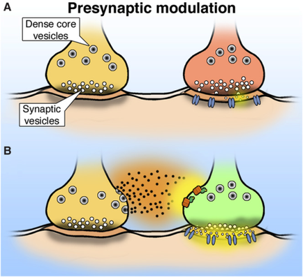 A diagram that shows the process of presynaptic modulation. It shows two types of vesicles A and B which are spherical in shape and have a dense core. The first vesicle on the left is yellow and has multiple small holes on its surface. It is connected to the second vase on the right which is orange and has a small hole in the center. The vase is also yellow and appears to be connected to a larger vase. There are also several smaller holes scattered around the vase which could be nerves or nerves. These holes are likely used to control the movement of the neurons. The diagram also shows how the neurons interact with each other allowing them to move in different directions. The image is labeled with the words "Presynaptic Modulation" at the top indicating that it is a representation of the process.