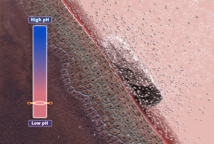 A close-up of a microscopic view of a plant stem. The stem is made up of multiple layers of cells with the top layer being the largest and the bottom layer being smaller. The cells are arranged in a radial pattern with some overlapping each other. On the left side of the image there is a blue bar with the text "High pH" and "Low pH" written on it. On the right side there are two orange lines one representing the high pH and the other representing the low pH. The blue line is slightly larger than the orange line indicating that the high and low pH levels are higher than the black line. The black line is smaller than the white line and it appears to be a small spherical object with a smooth surface. The background is a light pink color and there are small white dots scattered throughout the image.