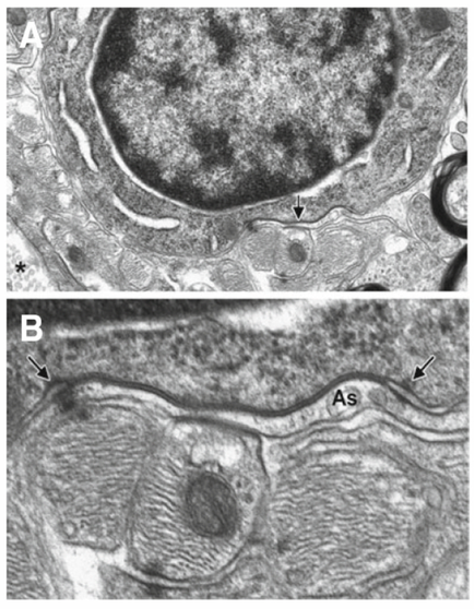 A black and white microscopic view of a cell. The cell appears to be elongated and has a circular shape with a small hole in the center. The outermost part of the cell is covered in small cells while the innermost part is larger and more densely packed. There are two arrows pointing towards the center of the image one labeled "A" and the other labeled "B". The arrows indicate that the cells are labeled as "As". The image is taken from a top-down perspective looking down on the cell.