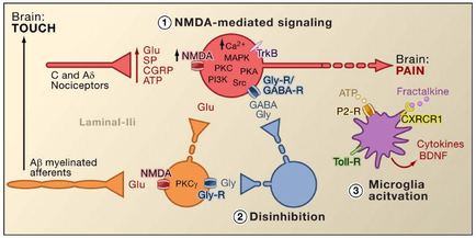 A diagram that shows the process of NMDDA-mediated signaling in the brain. It shows the different types of neurons and their functions. The diagram is divided into three sections. The first section is labeled "Brain: Touch" and shows the interaction between the brain and the receptors. The neuron on the left side of the image is labeled as "C and A6 acceptors" and the receptor on the right side is labelled as "Laminal-III". The receptor is represented by a red circle with the letters "NMDDA" and "MPK" written on it. The receptors are represented by two orange circles one labeled "glue" and another labeled "PKG" which are the receptors that are responsible for the signaling of the NMDAs. The red circle represents the receptors in the receptor while the orange circle represents a receptor that binds to the receptor. The blue circle represents an ATP (ATP) receptor which is responsible for signaling the receptor to the receptors and the purple circle represents cytosine's (BCNF). There is also a diagram on the bottom right corner that shows how the receptor interacts with the receptor and how it interacts with other receptors such as "Toll-R" "Microglia activation" and "Fractalkine". Overall the diagram shows how NMDAA-mediated signals can be used to signal the presence of a receptor in a brain which can be controlled by the receptors and receptors.