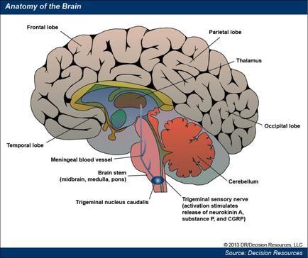 A diagram of the anatomy of the brain which is a cross-section of the human brain. It shows the frontal lobe parietal lobe temporal lobe and occipital lobe. The frontal lobe is located in the left side of the image with the temporal lobe on the top left corner and the temporal lobes on the right side. The temporal lobe is responsible for regulating the flow of blood from the brainstorm to the cerebellum. The trigeminal nerve (trigeminal nucleus caulis) is located at the base of the cerebrospinal cord which helps to regulate the movement of the blood vessels in the brain. In the center of the diagram there is a large blood vessel which can be seen in the middle of the head. The blood vessels are responsible for storing and transporting blood from one of the vessels to another. The cerebral cortex is located on the bottom right corner which allows the brain to move through the brain and stimulate the activation of neurotransmitters. The cerebellums are located on both sides of the cerebral cortex which help to stimulate the brain's nervous system. The brainstorm is located near the brain stem and helps to control the flow and regulate the blood flow.