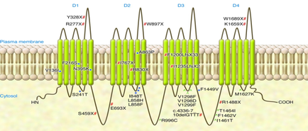 A cross-section of a plasma membrane which is a type of membrane used in the cell membrane. The membrane is made up of multiple layers of cells each with a different color and shape. The cells are arranged in a grid-like pattern with the top layer being green the middle layer being yellow and the bottom layer being white. There are six cells in the image each representing a different type of plasma membrane. The first cell on the left side of the image is labeled "D1" the second cell is labeled as "D2" the third cell is labelled as D3 the fourth cell is numbered as D4 the fifth cell is marked as D5 the sixth cell is color-coded as D6 the seventh cell is green and all the cells are labeled with numbers and letters. The numbers range from 0 to 9 indicating the number of cells in each cell. The letters on the cells range from 1 to 9. - The cells appear to be made of a light-colored material possibly plastic or metal and they are connected to each other by thin curved lines. The background of the diagram is a light beige color which contrasts with the green and white colors of the membrane.