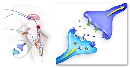 A side-by-side comparison of two illustrations. On the left side there is a 3D illustration of a human skull with a red and blue blood vessel attached to it. The blood vessel appears to be a blood vessel which is responsible for the flow of blood from the skull to the brain. On the right side of the image there are two illustrations of a blue molecule with a yellow arrow pointing towards it. This molecule is likely a cell or a cell membrane. The blue molecule is surrounded by small green and purple cells which are likely the cells that are responsible for regulating the flow and regulating the blood flow. The yellow arrow is likely indicating the direction of the flow which may be caused by the blue molecule. The background of both illustrations is white and the overall color scheme is blue and green.