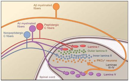 A diagram that shows the structure of a spinal cord and its functions. The diagram is divided into three sections. The top section is labeled "A8 unmyelinated fibers" and shows the different types of fibers that make up the spinal cord. The fibers are represented by different colors - blue purple and orange. The blue and purple fibers are labeled as "nonpeptidegic fibers" the purple and orange fibers are labelled as "PEPTIDERGIC C fibers" and the orange fiber is labeled with "Lamina I". In the center of the diagram there is a network of interconnected lines that represent the different fibers. The lines are connected by arrows indicating the flow of information between the fibers. On the right side of the image there are several smaller circles representing the different functions of the fibers such as "outer lamina II" "inner lamina III" "pkwy" and "Laminae III-IV". The circles are colored in different shades of blue green and purple representing different regions of the body. The arrows indicate the direction of the flow from the top left corner to the bottom right corner. The background is a light beige color which makes the colors of the lines stand out.