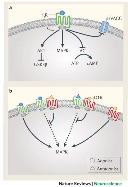 A diagram that shows the structure of a protein molecule. It consists of two parts - a and b. The top part of the diagram shows the protein molecule HVACC which is a type of protein that binds to the vac (HVACC) molecule. The molecule is represented by a blue circle with a green arrow pointing to it. The arrow is connected to the molecule with a red line. In the diagram there are two proteins AKT (AKT) and GSK3B which are responsible for the formation of the protein in the molecule. AKT is a protein that is responsible for binding to the protein while GSK2B is a compound that binds the protein to the other proteins. The molecules are represented as green and red arrows representing the proteins that bind to each other. The red arrows represent the proteins in the molecules while the green arrows represent proteins in their respective proteins such as ATP (ATP) and CAMP (CAMP). At the bottom of the image there is a label that reads "Nature Reviews | Neuroscience". This label indicates that the image is related to nature reviews and neuroscience.