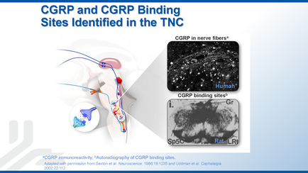 A slide from a presentation on carp and carr binding sites identified in the TNC. The slide is divided into two sections. On the left side of the slide there is an illustration of a human brain with a red and blue neuron in the center. The neuron is surrounded by a blue and orange network of neurons. On the right side there are two images - one is a black and white MRI scan of the brain and the other is a CT scan of a patient's brain. The CT scan shows the brain in detail with the brain appearing larger and more prominent. The image also includes text that explains that the image is related to the carp binding sites and how they are used to bind the brain to the nerve fibers. The text also mentions that the CT scan is used to scan the brain for abnormalities and abnormalities in the brain.