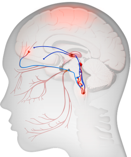 A 3D illustration of the head and neck of a human head. The head is shown from the side with the brain on the right side and the neck on the left side. The brain is colored in red and blue representing the blood vessels and arteries. The blood vessels are arranged in a radial pattern with red blood vessels on the top and bottom of the brain and blue blood vessels in the middle. The arteries are connected to the brain by a series of lines which appear to be blood vessels. The image is labeled with the names of the different parts of the human head such as the cerebrum cerebellum and brainstorm. The background is white and the overall color scheme of the image is predominantly red and gray.