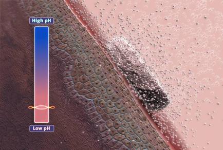 A close-up of a microscopic view of a plant stem. The stem appears to be made up of multiple layers of cells with the top layer being the largest and the bottom layer being smaller. The cells are arranged in a radial pattern with some overlapping each other. On the left side of the image there is a blue bar with the text "High pH" and "Low pH" written on it. On the right side there are two orange lines one representing the high pH and the other representing the low pH. The blue line is slightly larger than the orange line indicating that the high and low pH levels are higher than the white line. The white line is smaller than the black line and it is likely a small amount of water droplets or particles that are scattered throughout the image. The background is a light pink color which contrasts with the dark brown of the stem.