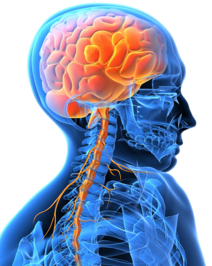 A 3D rendering of a human head and neck. The head is shown from the side with the brain in the center. The brain is colored in orange and pink representing the different parts of the human brain. The neck is shown in blue representing blood vessels and nerves. The background is black making the colors of the brain and neck stand out. The image appears to be a digital representation of the nervous system.