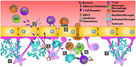 A diagram that shows the structure of a cell membrane. It is divided into six sections each representing a different type of cell. The first section is labeled "Bacteria" the second section is titled "Adhesion Molecules" the third section is numbered "T Cell Receptor" and the fourth section is labelled "Monocyte/Macrophage Neutrophil". The cell membrane is made up of multiple layers of cells each with a different color and shape. The cells are arranged in a grid-like pattern with the top layer being yellow the middle layer being orange the bottom layer being pink and the bottom rows being purple. There are also several smaller cells including a T cell a T-cell receptor and a T Cell receptor. These cells are responsible for the formation of T cells in the cell membrane which is responsible for releasing T cells into the cell. The T cell receptor is responsible to release T cells from the T cell and release T cell receptors into the T cells. The mci (mci) cell is a type of protein that binds to T cells while the MHCII cell is an active microglia cell which helps to regulate the cell's activity in the body. The Activated Microglia and astrogate cells are also responsible for activating T cells and activating T cell cells.
