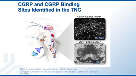 A slide from a presentation about carp and carr binding sites identified in the TNC. The slide has a blue background with white text. On the left side of the slide there is an illustration of a human brain with a red and blue neuron in the center. The neuron is surrounded by a white circle with a blue line connecting it to the brain. On the right side there are two images - one is a black and white image of a brain scan and the other is a close-up of the brain scan. The brain scan shows the brain with the red and white neurons while the blue and red neurons represent the neurons. The image also has text that explains that the image is related to the carp binding sites which are used to bind nerve fibers in the brain to the spinal cord. The text also mentions that the images are related to corps which is a type of nerve fibers that are responsible for binding nerve fibers.