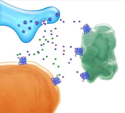 A 3D illustration of a protein molecule. On the left side of the image there is a blue protein molecule with small purple and green cells scattered around it. The protein molecule appears to be a type of protein as it is elongated and has a smooth texture. The green cell is larger than the orange one and it is surrounded by small blue and purple cells. The background is white and the protein molecule is in the center of the illustration.