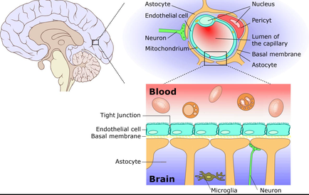 A diagram that shows the structure of the brain and its functions. On the left side of the image there is a cross-section of the human brain showing the structure and functions of the nervous system. On the top right corner there are two illustrations of the outermost part of the body which is the nucleus of the cell. The nucleus is located in the top left corner and is surrounded by the nucleus and peril which are responsible for the formation of the capillary and basal membrane. In the center of the diagram we can see the endodontic cell which has a red blood cell in the center. This cell is responsible for regulating the blood flow through the brain. The blood flow is represented by a red circle which represents the blood vessel. - The nucleus of a cell is located on the top of the nucleus and it is located next to the nucleus. This is where the blood is stored in the cell membrane. The cell membrane is located at the base of the basal membrane which helps to regulate the flow of blood from the brain to the spinal cord. – The image also shows the tight junction between the endothelia cell and the endothelia cells which help to regulate blood flow. The endothelia cell is a membrane that helps to store and store the blood in the body's blood vessels. This helps to keep the brain healthy and well-maintained.