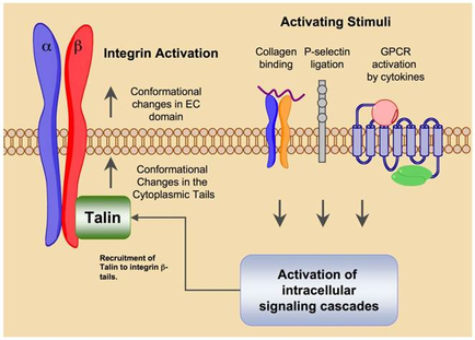 A diagram that shows the process of activating Stimuli a type of signaling pathway. It shows the interaction between integrity Activation and Collagen P-selection binding. On the left side of the image there are two proteins one in red and one in blue that are interacting with each other. On the right side there is a protein molecule which is responsible for the activation of intracellular signaling cascades. The protein molecule is a GPCR (GPCR) activation by cytosine's. In the center of the diagram there appears to be a cell membrane which acts as a pathway to the activation. The cell membrane is made up of a series of interconnected cells which are responsible for binding the protein molecule to the cell membrane. The cells are connected by a protein ring which helps to bind the protein to the cells. The proteins in the cell are also responsible for activating the signaling pathway which involves the formation of the protein in the cells and the formation in the cytoplasmic tails. The image also shows how the activation can be used to activate the pathway and increase the signaling levels of the cell.