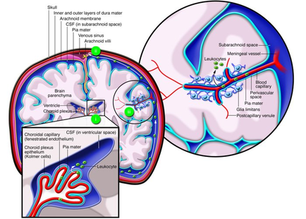 A cross-sectional view of the brain showing the inner and outer layers of the human brain. The brain is divided into two parts the left side shows the brainstorm and the right side shows a diagram of the blood vessels in the brain. The brainstorm is shown in red and blue colors with the left and right sides of the image showing the different types of blood vessels. The left side of the diagram shows the cerebellum which is responsible for the flow of blood from the brain to the cerebrospinal cord. The cerebral cortex is shown as a red line which helps to regulate the blood flow through the brain and the spinal cord. In the center of the left hemisphere there is a green circle which represents the blood vessel and a blue circle representing the subarachnoid space. This area is located in the middle of the cerebral cortex. The blood vessels are responsible for regulating the flow and regulating the blood pressure and blood flow. The diagram also shows the various blood vessels that make up the brain's blood vessels such as the cerebrum cerebellums and cerebellum which help to regulate blood flow and regulate the flow rate. The image also shows a blood vessel in the right hemisphere which can be seen in the bottom right corner where the blood flows through the cerebral artery.