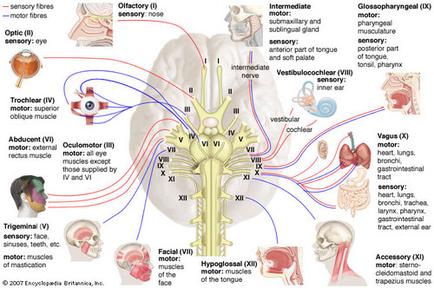 A diagram of the nervous system of the human body specifically the head and neck. It is a cross-section of the brain showing the various parts of the body and their functions. The brain is shown in the center of the image with the head on the left side and the neck on the right side. The brain is divided into different sections each representing a different part of the head. The head is labeled with the names of the different parts such as the sensory fires sensory nerves and sensory nerves. There are also labels on the brain that explain the different types of sensory receptors including the optic nerve optic nerve (Ophthalmoscope) and optic nerve. The optic nerve is responsible for regulating the flow of blood from the head to the neck while the optic nerves are responsible for controlling the sensory receptors. The sensory nerves are also labeled as sensory receptors and sensory receptors in the brain. - Trigeminal nerve which is a type of sensory nerve that helps to regulate the blood flow and regulate the movement of the blood vessels in the body. The trigeminal nerves which help to regulate blood pressure and regulate blood flow help to reduce blood pressure and help to improve the overall health and well-being of the person's body.