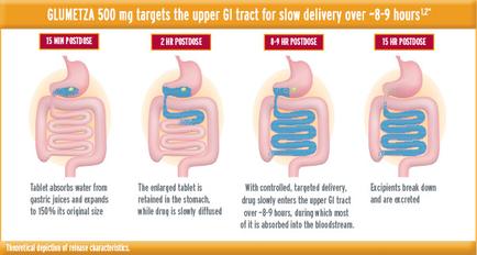 An idiographic that explains the concept of Glumetza 500 mg targets the upper GI tract for slow delivery over 8-9 hours. It shows three illustrations of the digestive system each representing a different stage of the treatment. The first illustration shows a tablet absorb water from gastric juices and expands to 150% its original size. The tablet absorbs water from the stomach which is retained in the stomach while drug is slowly diffused. The second illustration shows the tablet being absorbed into the bloodstream. The third illustration shows that the tablet is controlled targeted delivery and excipient break down and are excited. The text on the idiographic explains that the treatment can be used to reduce the amount of sugar in the digestive tract.