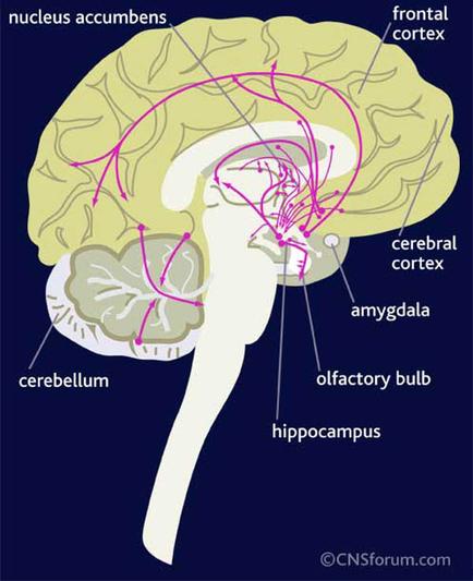 A cross-section of the brain showing the different parts of the human brain. The brain is shown in a light yellow color with the nucleus accumbent frontal cortex cerebral cortex amygdala olfactory bulb and hippocampus visible. The brain is divided into different sections including the cerebellum the frontal cortex (frontal cortex) and the hippocampus (hippocampus). The frontal cortex is located on the left side of the image while the cerebral cortex is on the right side. The amygdala is located in the center of the head with a pink line connecting it to the frontal lobe. The hippocampus is located at the bottom right corner of the diagram. There are also several red lines connecting the various parts of this brain which appear to be nerves and arteries. These lines are likely representing the nerves and nerves that make up the brain's structure. The image is labeled with the names of the different types of nerves and their functions.