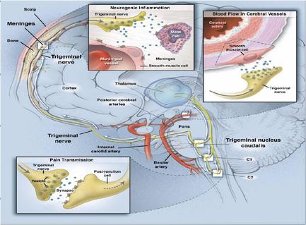 A cross-sectional view of the brain showing the different parts of the nervous system. The brain is divided into two sections with the left side showing the trigeminal nerve and the right side showing a blood flow in the cerebral vessels. The brain is shown in a light blue color with a large area in the center where the blood flow is located. The blood flow appears to be from the brainstorm to the cerebellum which is responsible for regulating the flow of blood through the brain. The cerebral vessels are shown in red and yellow colors which are responsible for the blood vessels in the brain to flow through the spinal cord. The image also shows a diagram of the trigeminal nerve which helps to regulate blood flow and regulate the flow rate of the blood in the cerebrum. There are also several other components in the image such as the brain stem the brain canal and the spinal nerves. These components are labeled with their names and they are connected to each other by a series of lines and arrows. The diagram also includes a label that explains the different types of blood vessels and how they interact with each other.