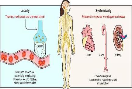 A diagram that shows the process of systematically releasing a response to endocrine stress. On the left side of the image there is a cross-section of a human body showing the internal structure of the human body. On the right side there are three illustrations that show the different stages of the process. The first illustration shows a thermometer which is a device used to measure the temperature and pressure of a person's blood pressure. The thermometer is located in the center of the body and is used to regulate the temperature of the blood pressure in the body. The second illustration shows the internal organs of the heart including the heart and the kidney. The heart is shown in the top right corner with the kidney on the top left corner and the kidneys on the bottom right corner. The kidneys are shown on the left and right sides of the diagram. The diagram also shows the location of the thermometer and the pressure on the heart. The image is labeled with the words "Locally" and "Systemically" at the top indicating that the image is meant to illustrate the process in which the person is releasing the response to the endocrine system.