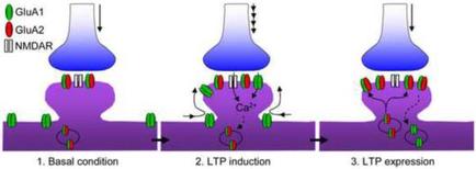 A diagram that shows the process of making a LTP expression in a cell. It consists of three stages of the process: 1. Basal condition 2. LTP induction 3. LTTP expression The first stage is shown in the top left corner of the image. It shows a blue flask with a red label that reads "GluA1" and "GluA2" on the top right corner. The flask is connected to a blue cylinder with a green label that says "NMDAR". In the middle stage there is a purple cylinder with red and green labels that read "Ca2". The label also mentions that the LTP is a type of protein that binds to the cell membrane. There are also two smaller blue vases in the image one on the left side of the diagram and the other on the right side. The vases are connected to each other by a series of red and yellow labels. The red labels indicate that the protein binds to a specific protein while the green labels indicate the different types of proteins that are attached to the membrane. The blue labels also mention that the proteins are responsible for the expression of the protein in the cell which is represented by the red labels on the labels.