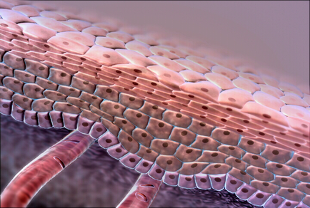 A close-up of a microscopic view of a plant stem. The stem is elongated and has a pinkish-purple color. The surface of the stem is covered in small irregularly shaped cells which are arranged in a hexagonal pattern. The cells are densely packed together creating a textured appearance. The background is blurred making the stem the focal point of the image. The image appears to be a 3D rendering giving it a realistic and detailed appearance.