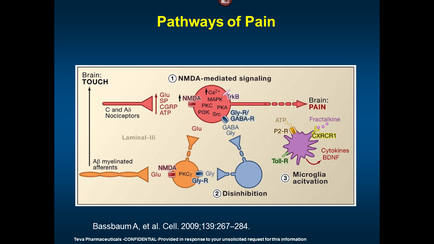 This is a diagram explaining how the Pathways of pain work. NMDA-mediated signaling (1) Disinhibition (2) and Microglia activation (3) are all discussed as well as how Touch and Pain are processed by the Brain. It was created by A. Bassbaum [et al.] in 2009 for Cell then used by Teva Pharmaceuticals at a later date.