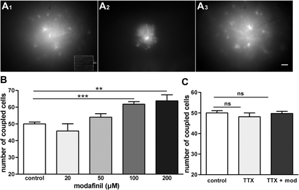 A collage of three panels each representing a different type of cell. The first panel on the top left shows a black and white image of a galaxy with a cluster of stars in the center. The galaxy appears to be a bright white color and is surrounded by a halo of light. The stars are arranged in a radial pattern with the top panel showing a larger galaxy in the top right corner and the bottom panel showing two smaller galaxies in the bottom left corner. In the center of the image there is a bar graph that shows the number of coupled cells in the galaxy. The bars are labeled A1 A2 A3 A4 A5 A6 A7 A8 A9 A10 A11 A12 A13 A14 A15 A16 A17 A18 A19 A20 A21 A22 A23 A24 A25 A26 A27 A28 A29 A30 A31 A32 A33 A34 A35 A36 A37 A38 A39 A40 A41 A42 A43 A44 A45 A46 A47 A48 A50 A51 A52 A53 A54 A55 A56 A57 A58 A59 A60 A61 A62 A63 A64 A65 A66 A67 A68 A69 A70 A71 A72 A73 A74 A75 A76 A77 A78 A79 A80 A81 A82 A83 A84 A85 A86 A87 A88 A90 A91 A92 A93 A94 A95 A96 A97 A98 A99 A100 A102 A104 A105 A106 A107 A110 A112 A113 A114 A115 A116 A117 A118 A129 A130 A131 A132 A133 A134 A135 A136 A137 A138 A139 A140 A150 A170 A175 A176 A190 A200 A220 A230 A225 A250 A260 A270 A300 A350 A380 A400 A450 A500 A550 A600 A470 A650 A700 A750 A800 A900 A1000 A1200 A1100 A1500 A2000 A2500 A3000 A4000 A6000