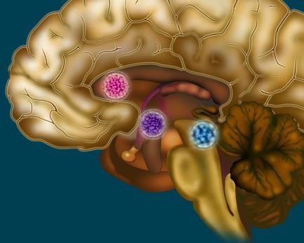 A 3D illustration of the human brain. The brain is shown in a light brown color and is divided into two sections. On the left side of the image there is a large area of the brain which appears to be the cerebellum. In the center there are two pink and purple spheres which are likely the cerebrospinal cord. The pink sphere is larger than the purple sphere and is located in the middle of the body. The purple sphere is smaller than the blue sphere. On the right side of this image the brainstorm is visible with a large orange flower-like structure on the bottom right corner. The flower has five petals and a yellow center. The background is a dark blue color.