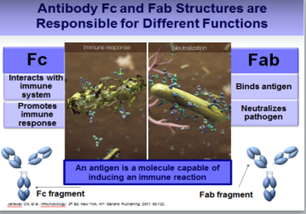 A slide from a presentation about Antibody FC and Fab Structures which are responsible for different functions. The slide is divided into three sections. The first section on the left side of the slide has a title that reads "Antibody Fc and FAB Structures are Responsible for Different Functions". Below the title there is an image of an antibody with an immune system that interacts with the immune system and promotes immune response. The antibody is shown as a greenish-brown color and appears to be in the process of interacting with the system. In the second section there are two images of the antibody. The first image shows the antibody with its immune response which is represented by a small amount of blue and green particles. The second image shows a close-up of the antibodies which appear to be a type of antibody that binds antigen and neutralizes the pathogen. The third image shows an antibody that is a molecule capable of inducing an immune reaction. The image also has a label that says "Fab" and "Fab fragment". There are also two smaller images on the slide one on the right side which show the antibody and the other on the bottom right side. The labels also mention that the antibody is an anti-antigen molecule that can be used to induce an immune reactivity.