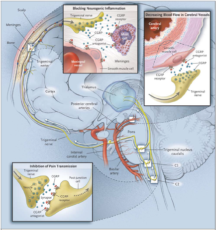 A cross-section of the brain showing the different parts of the human brain. The brain is divided into different sections each representing a different part of the nervous system. The top left section shows the brainstorm which is responsible for blocking neurogenic inflammation. The top right section shows a diagram of the cerebral vessels which are responsible for decreasing blood flow in cerebral vessels. The diagram also shows the location of the trigeminal nerve which helps to regulate the flow of blood from the brain to the brain. In the center of the image there is a large intestine which can be seen in the top left corner. The intestine is labeled with the names of the different regions of the body such as the cerebellum the cerebrospinal cord and the spinal cord. The spinal cord is also labeled with labels for the different types of nerves and nerves that make up the brain stem. The image also includes a label that explains the inhibition of pain transmission which involves the transfer of pain from one nerve to another.