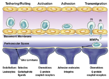 A cross-section of a cell membrane showing the structure of the membrane. The membrane is divided into two sections with the top section showing the tethering/rolling process and the bottom section showing a transmigration process. The membrane is made up of a basement membrane which is a type of membrane that separates the membrane from the rest of the body. The top section shows the activation and adhesion of the cells which are responsible for the transfer of the transfer. The activation is represented by a blue circle while the adhesion is shown by a yellow circle representing the transfer process. There are also several other components in the image including the membrane membrane the perivascular space and the endothelium. These components are labeled with their names such as "Gia limits" "Chemokines" "Adhesion molecules" "integrity" and "G-protein coupled receptors". These components represent the different types of receptors that are used in the membrane to transfer the transfer from one cell to another. The image also shows the endothelialium which helps to select the leukocytes carbohydrates and ligands of the cell membrane.