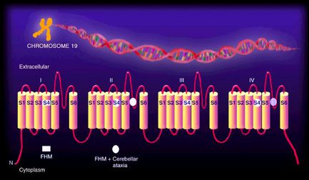A diagram that shows the structure of a chromosome 19 which is a type of DNA molecule. The background of the image is purple and the DNA strand is shown in red and pink colors. There are six strands of DNA in the image each with a different color - pink yellow and red. The strands are arranged in a horizontal line with the pink strand on the left side and the yellow strand in the middle. The pink strand is labeled "Extracellular" and is labeled as "FHM + Cerebellar ataxia". The red strand is labelled as "Cytoplasm". The image also shows the number of chromosomes in each strand with each strand representing a different type of chromosome. The first strand is "S1 S2 S3 S4 S5 S6 S7 S8 S9 S10 S11 S12 S13 S14 S15 S16 S17 S18 S19 S20 S21 S22 S23 S24 S25 S26 S27 S28 S29 S30 S31 S32 S33 S34 S35 S36 S37 S38 S39 S40 S41 S42 S43 S44 S45 S46 S47 S48 S50 S51 S52 S53 S54 S55 S56 S57 S58 S59 S60 S61 S62 S63 S64 S65 S66 S67 S68 S69 S70 S71 S72 S73 S74 S75 S76 S77 S78 S79 S80 S81 S82 S83 S84 S85 S86 S87 S88 S90 S91 S92 S93 S94 S95 S96 S97 S98 S99 S100 S102 S103 S104 S105 S106 S107 S108 S109 S110 S112 S113 S114 S115 S116 S117 S118 S129 S130 S131 S132 S133 S134 S135 S136 S137 S138 S139 S140 S150 S170 S175 S176 S190 S200 S220 S230 S225 S250 S260 S270 S300 S350 S380 S400 S450 S550 S600 S700 S800 S900 S1000 S1100 S1200 S1500 S1600 S1800 S1900 S2000 S2200 S3000 S4000 S5000 S6000 S8000 S10000.