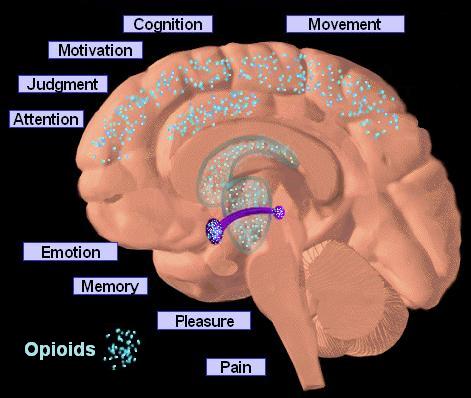 A 3D model of the human brain showing the different parts of the brain. The brain is shown in a light pink color with blue dots scattered throughout. The blue dots represent the various functions of the brain such as cognition movement judgment attention emotion memory pleasure and pain. The purple dots represent opioids which are the most prominent features in the image.<br /><br />The image also shows the location of the opioids in the brainstem which is located in the center of the image and is surrounded by a purple circle. This circle is likely representing the location where the opioids are located. The image is labeled with the names of the different functions including motivation judgment and attention.