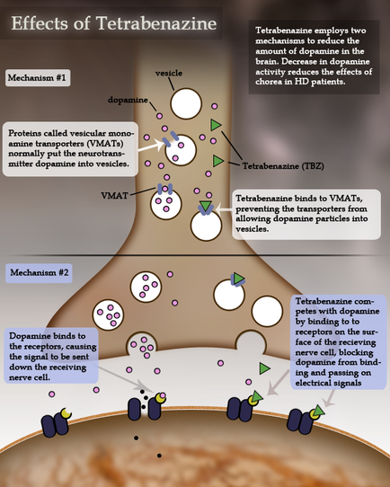 An illustration that shows the effects of Tetrabenazine on the brain. It shows a diagram of the structure of the brain which is divided into two sections. The top section is labeled "Mechanism #1" and shows the mechanism of the Tetrabenazine which employs two mechanisms to reduce the brain's dopamine levels. The mechanism is represented by a series of interconnected circles representing the different components of the mechanism. The circles are connected by arrows indicating the flow of dopamine through the brain and how they interact with each other. In the center of the image there is a large circular structure that appears to be a cell membrane. The structure is made up of multiple layers with the top layer being the largest and the bottom layer being smaller. The outer layer is filled with small circular structures which represent the receptors and receptors that are responsible for regulating the dopamine levels in the body. The receptors are represented by small white circles which are connected to the receptors by arrows. - The diagram also includes text that explains how the mechanism works and how it helps to reduce dopamine levels and improve the overall health of the human body.