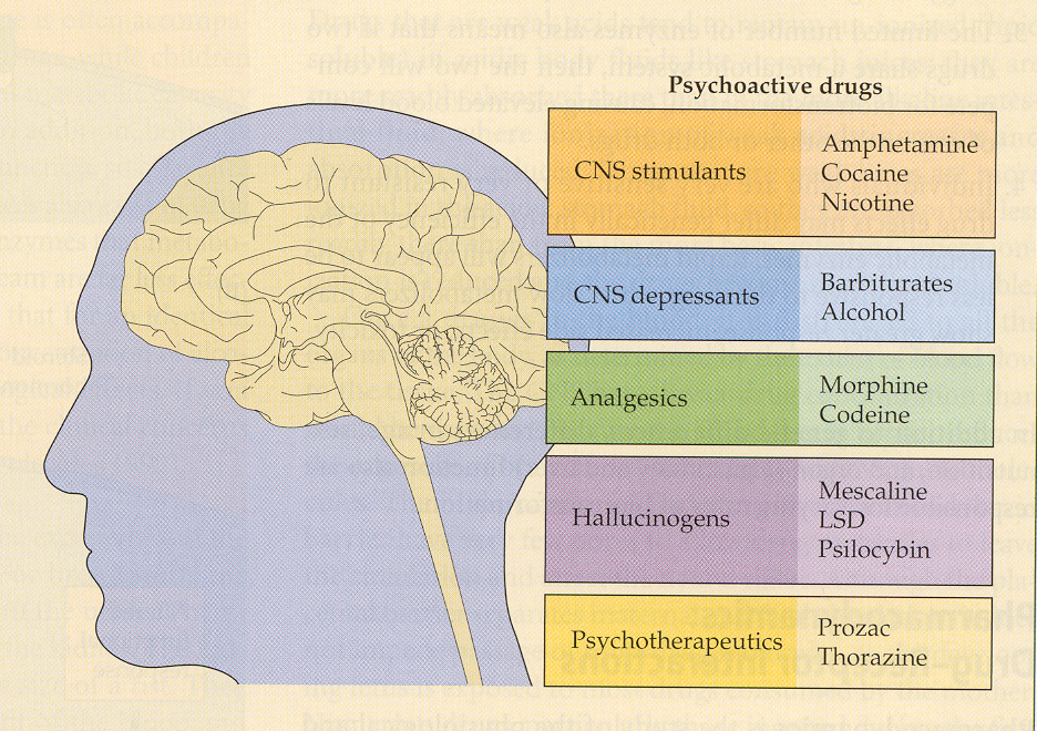 A table listing different Psychoactive drugs with categories of drug in the left column and examples thereof in the right column. The categories are CNS stimulants (Amphetamine Cocaine Nicotine); CNS depressants (Barbiturates Alcohol); Analgesics (Morphine Codeine); Hallucinogens (Mescaline LSD Psilocybin) and Psychotherapeutics (Prozac Thorazine). It is accompanied by a drawing of the brain in profile. The background is light yellow with graphic elements in blue orange green purple and gold.