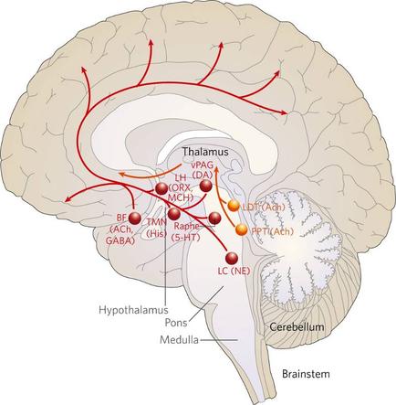 A cross-sectional view of the brain showing the different parts of the human brain. The brain is divided into different sections including the hypothalamus pons medulla cerebellum and brainstorm. The hypothalamus is located in the center of the image with the pons on the left side and the medulla on the right side. The pons are located on the top left corner of the head while the cerebellums are on the bottom right corner. There are also several red arrows pointing towards the brainstorm indicating the location of the hypothalamus's. These arrows are labeled with names such as "Thalamus" "Pons" "Medulla" and "Cerebellum". These arrows represent the different areas of the cerebral cortex which are responsible for regulating the flow of blood and nutrients in the brain. - The brainstorm is located at the bottom of the diagram with a large area in the middle which is likely the location where the blood vessels are located. The cerebral cortex is located near the top right corner where the cerebrospinal cord is located.